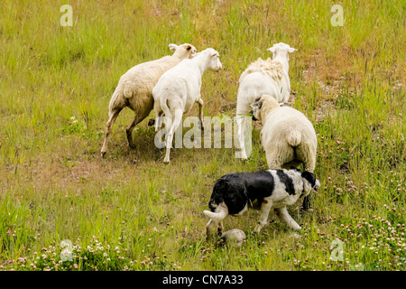 Border Collie herds sheep on the slopes of Copper Mountain Ski Resort. Stock Photo