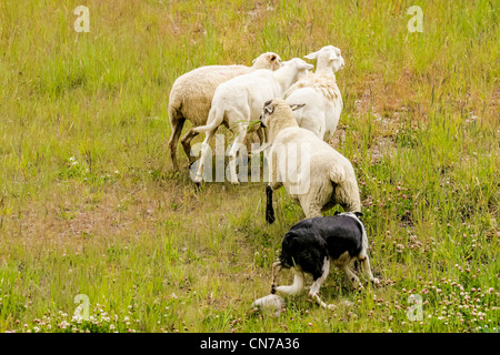 Border Collie herds sheep on the slopes of Copper Mountain Ski Resort. Stock Photo