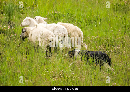 Border Collie herds sheep on the slopes of Copper Mountain Ski Resort. Stock Photo