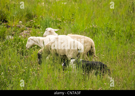 Border Collie herds sheep on the slopes of Copper Mountain Ski Resort. Stock Photo