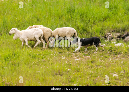 Border Collie herds sheep on the slopes of Copper Mountain Ski Resort. Stock Photo