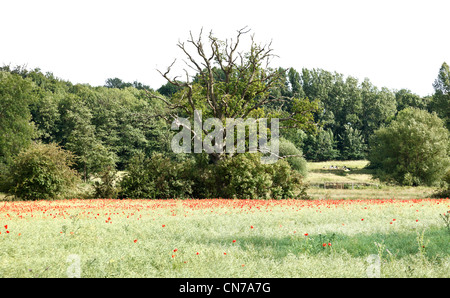 Wild growing poppies in a  meadow in central Norfolk, UK Stock Photo