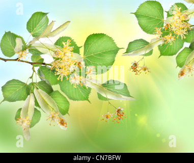 Abstract background of a linden garden with sun beams Stock Photo