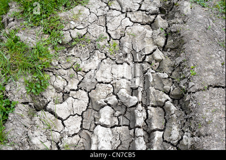 Dried-out, cracked mud path with bursts of bright green weeds in the spring 2012 drought Stock Photo