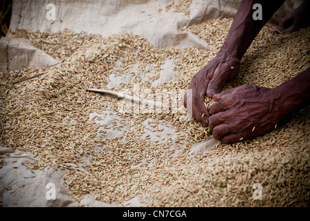 separating rice grain from husk island of bali indonesia Stock Photo ...