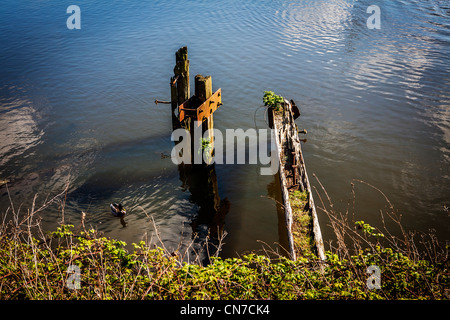 Old, rotten and neglected moorings at Walton Locks, Warrington, Cheshire, England