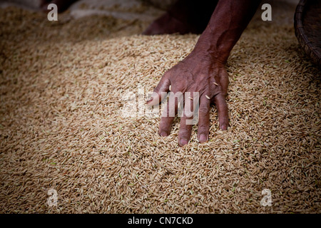 separating rice grain from husk island of bali indonesia Stock Photo ...