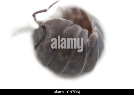 Close up of an isopod on white background using soft focus Stock Photo