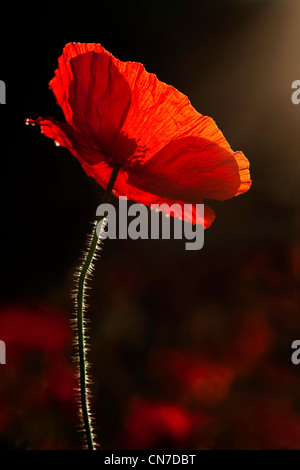 A single poppy with field of poppies out of focus in the background with the sun shining through the transluscent Stock Photo