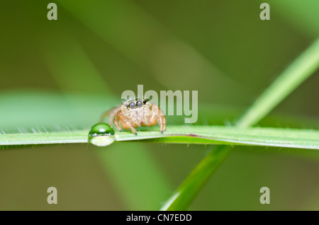 jumping spider in green nature or in the garden Stock Photo