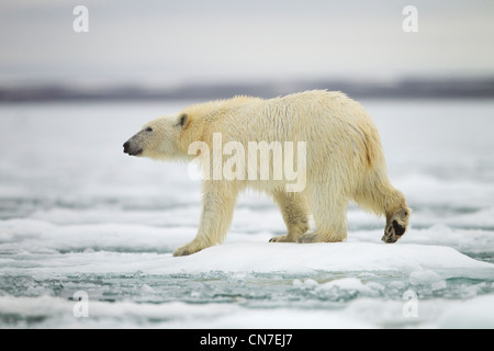 Norway, Svalbard, Spitsbergen Island, Polar Bear (Ursus maritimus) walks across pans of melting sea ice Stock Photo