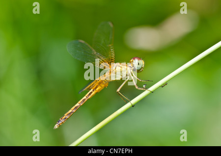 dragonfly in garden or in green nature Stock Photo