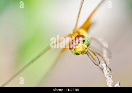 dragonfly in garden or in green nature Stock Photo