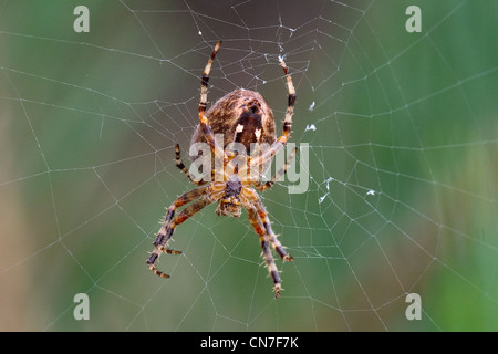 European garden spider (Araneus diadematus), also known as Diadem spider, Cross spider, or Cross orbweaver. Stock Photo