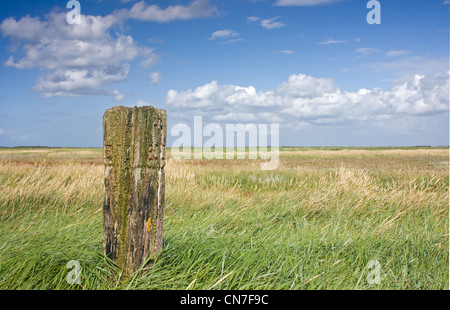 An old, forgotten, weathered beach pole on a salt marsh under a blue sky with some clouds. An old, forgotten, weathered beach pole on a salt marsh under a blue sky with some clouds.