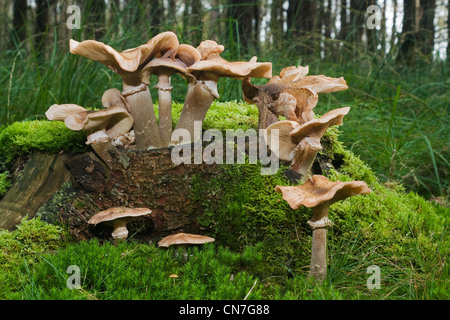 Gypsy Mushroom (Cortinarius caperatus), a very tasty mushroom, on a tree trunk. Stock Photo