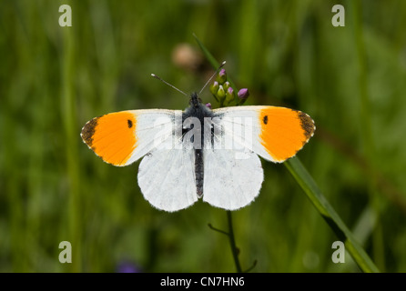 Orange Tip (Anthocharis cardamines) butterfly on a Cuckoo flower. Stock Photo