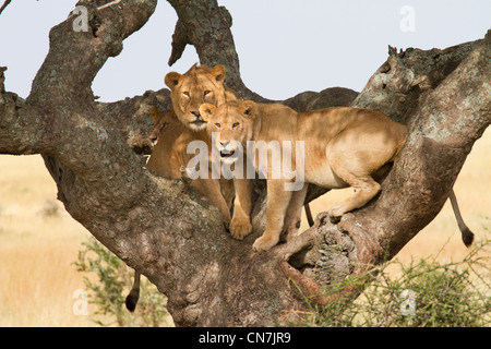 Three Lions in a Tree Stock Photo