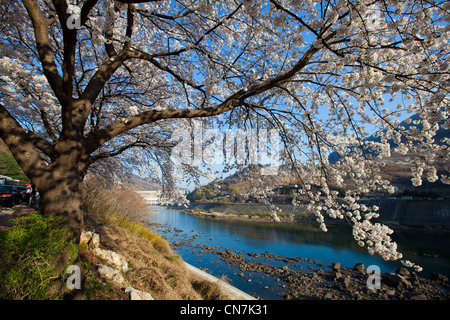 South Korea, North Chungcheong Province, Chungju, Chungju Dam, blossoming cherry tree by a river Stock Photo