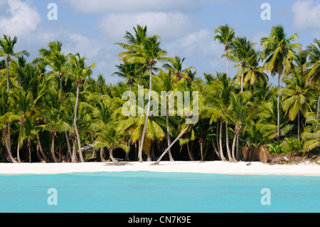 Dominican Republic, Samana peninsula, Del Este National Park, Saona Island, beach and coconut trees on the Saona island Stock Photo