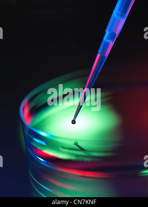 Close up of dropper in petri dish Stock Photo