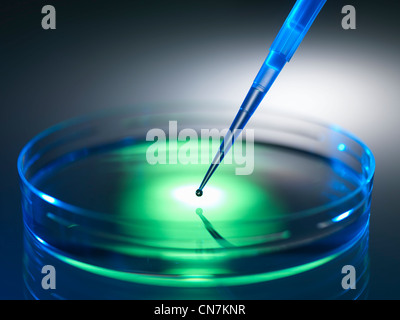 Close up of dropper in petri dish Stock Photo