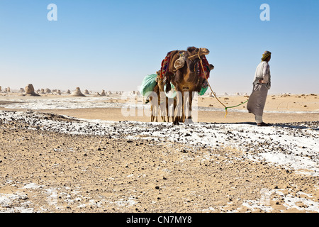 Egypt, Lower Egypt, Libyan desert, Bahareyya oasis, white desert , camels and camel driver Stock Photo