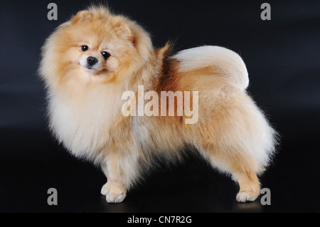 Pomeranian spitz with baby face red color stands on black background