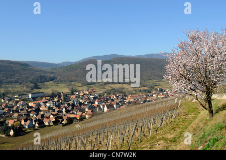 France, Haut Rhin, Soultzmatt, Zinnkoepfle vineyards, almond (Prunus dulcis), flowers, overlooking the Petit Ballon snowy late Stock Photo