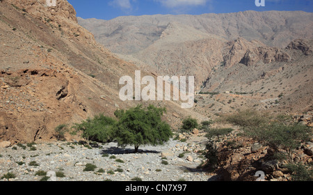 Wadi am Al-Jabal al Akhdar, Region Batinah, Oman Stock Photo