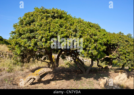 Greece, Chios Island, Southern Chios is the only place in the world where the mastic is extracted from a tree, the Pistacia Stock Photo