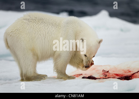 Norway, Svalbard, Nordaustlandet, Polar Bear (Ursus maritimus) feeding on bloody remains of Bearded Seal kill on sea ice floe Stock Photo