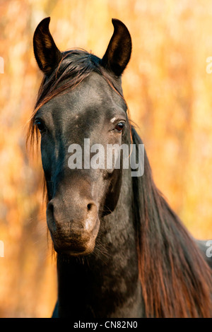 Black Shagya horse Stock Photo