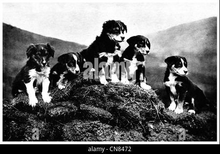 Scottish Collie dog puppies First published 1917 Stock Photo
