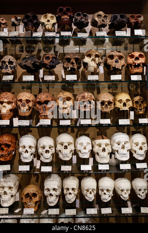 United States, New York City, Manhattan, Soho, collection of skulls, Evolution store, specialized in the collections of natural Stock Photo