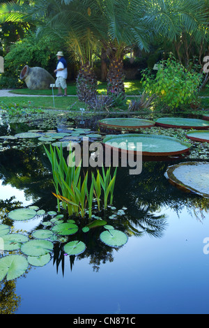 France, Alpes Maritimes, Menton, Botanical and Exotic Garden of Val Rahmeh of the 19th century, giant water lilies, Victoria Stock Photo