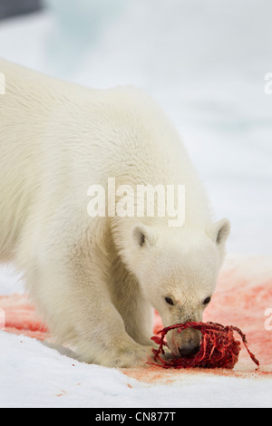 Norway, Svalbard, Nordaustlandet, Polar Bear (Ursus maritimus) feeding on skeletal remains of Bearded Seal kill Stock Photo