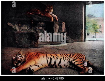 First published 1916 Sleeping Tiger New York City Zoo Zoological Gardens Stock Photo
