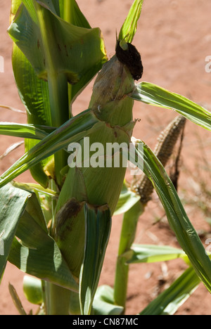 Corn on the cobb close up, farm in South Africa Stock Photo