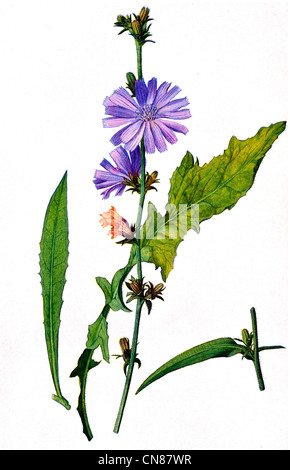 First published 1915 Chicory or Blue Sailors Cichorium intybus Stock Photo