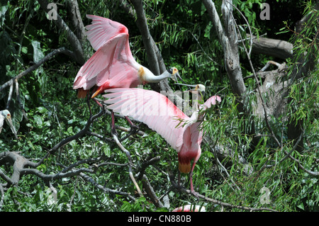 Majestic Great Egrets and Roseate Spoonbill water birds nesting on High Island, Texas in the Spring. A nature preserve sponsored by the Audubon Stock Photo