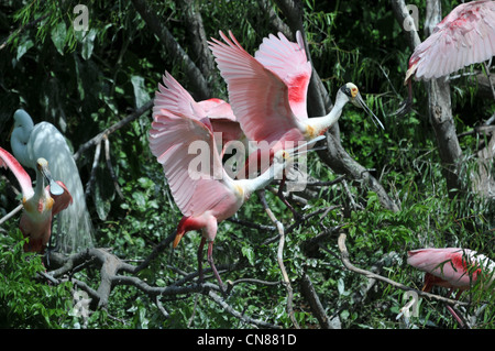 Majestic Great Egrets and Roseate Spoonbill water birds nesting on High Island, Texas in the Spring. A nature preserve sponsored by the Audubon Stock Photo