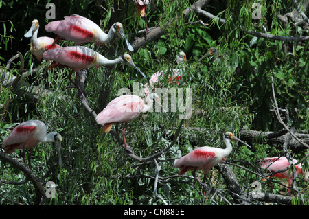 Majestic Great Egrets and Roseate Spoonbill water birds nesting on High Island, Texas in the Spring. A nature preserve sponsored by the Audubon Stock Photo