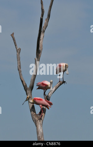 Majestic Great Egrets and Roseate Spoonbill water birds nesting on High Island, Texas in the Spring. A nature preserve sponsored by the Audubon Stock Photo