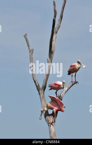 Majestic Great Egrets and Roseate Spoonbill water birds nesting on High Island, Texas in the Spring. A nature preserve sponsored by the Audubon Stock Photo