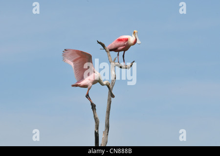 Majestic Great Egrets and Roseate Spoonbill water birds nesting on High Island, Texas in the Spring. A nature preserve sponsored by the Audubon Stock Photo