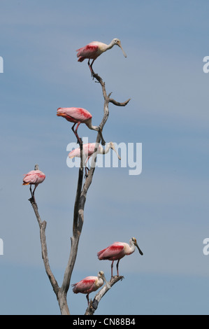 Majestic Great Egrets and Roseate Spoonbill water birds nesting on High Island, Texas in the Spring. A nature preserve sponsored by the Audubon Stock Photo