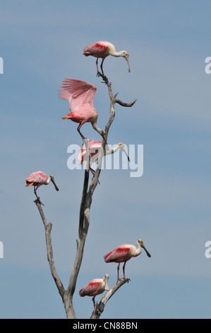 Majestic Great Egrets and Roseate Spoonbill water birds nesting on High Island, Texas in the Spring. A nature preserve sponsored by the Audubon Stock Photo