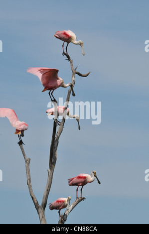 Majestic Great Egrets and Roseate Spoonbill water birds nesting on High Island, Texas in the Spring. A nature preserve sponsored by the Audubon Stock Photo