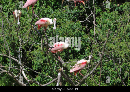 Majestic Great Egrets and Roseate Spoonbill water birds nesting on High Island, Texas in the Spring. A nature preserve sponsored by the Audubon Stock Photo